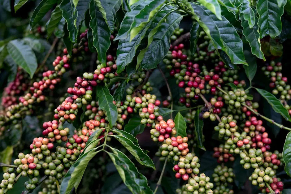 Why African Coffee Should Be a Staple in Your Morning Routine