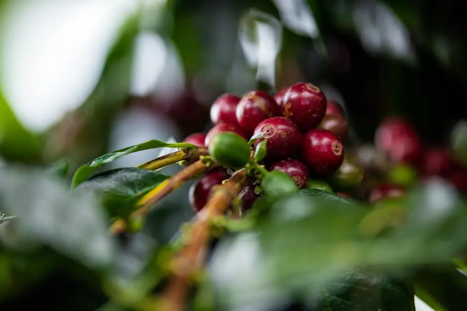 Where Does Kona Coffee Come From?